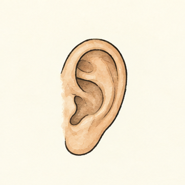 原创教学插图
Original teaching illustration: 耳朵
ear