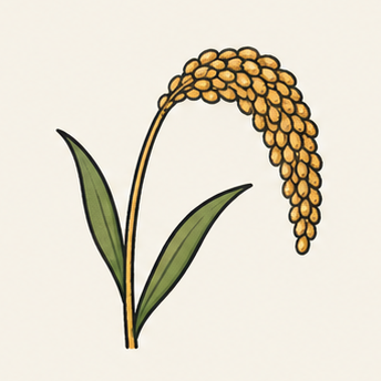 原创教学插图
Original teaching illustration: 禾苗 · 谷类
grain crop