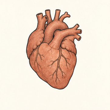 原创教学插图
Original teaching illustration: 心脏
heart